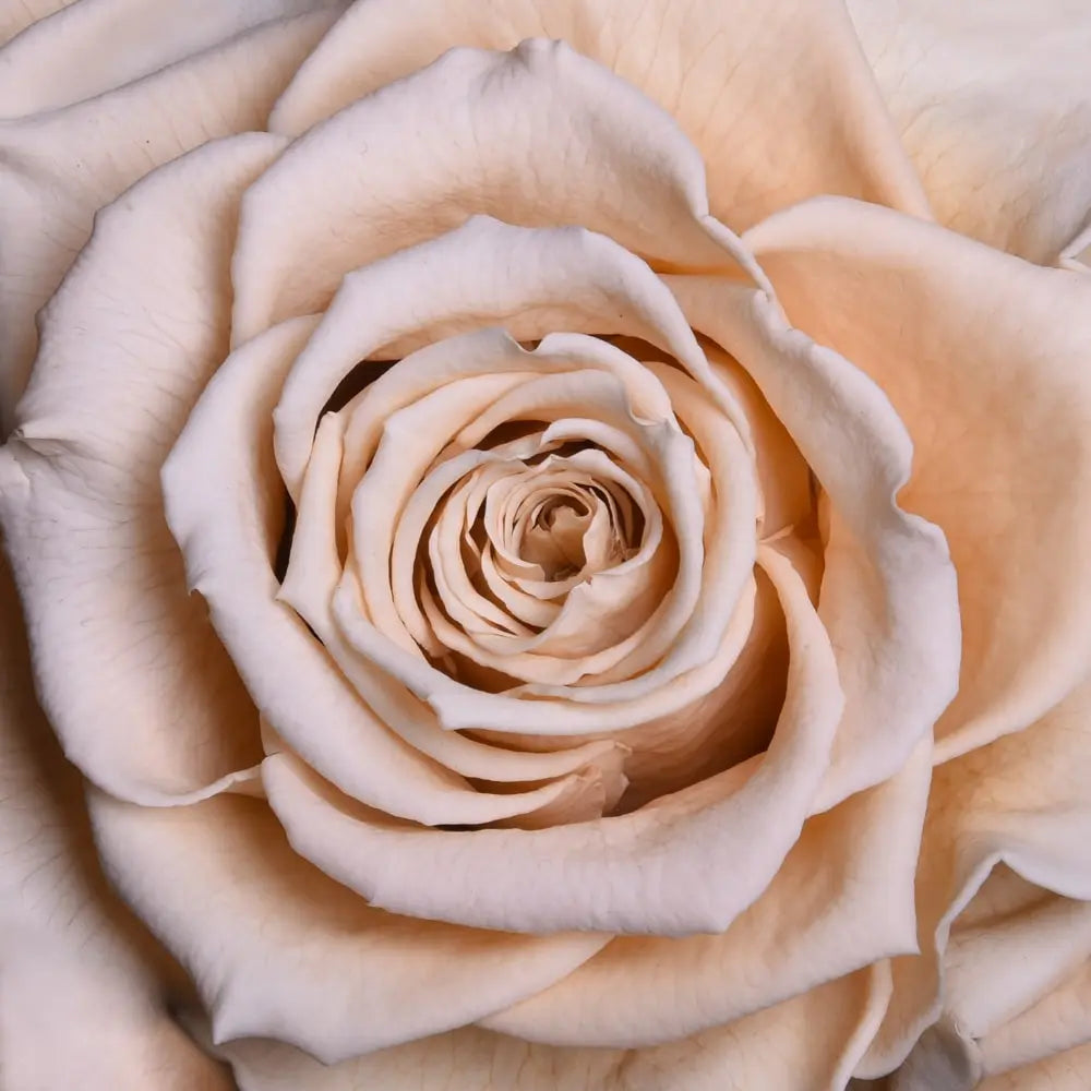 Wall Frame White-Single Rose