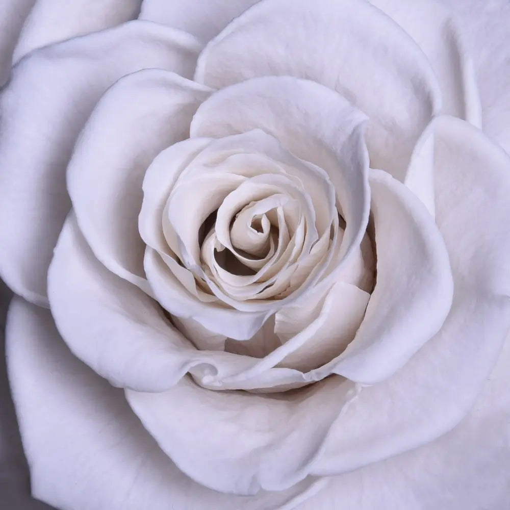 Wall Frame White-Single Rose