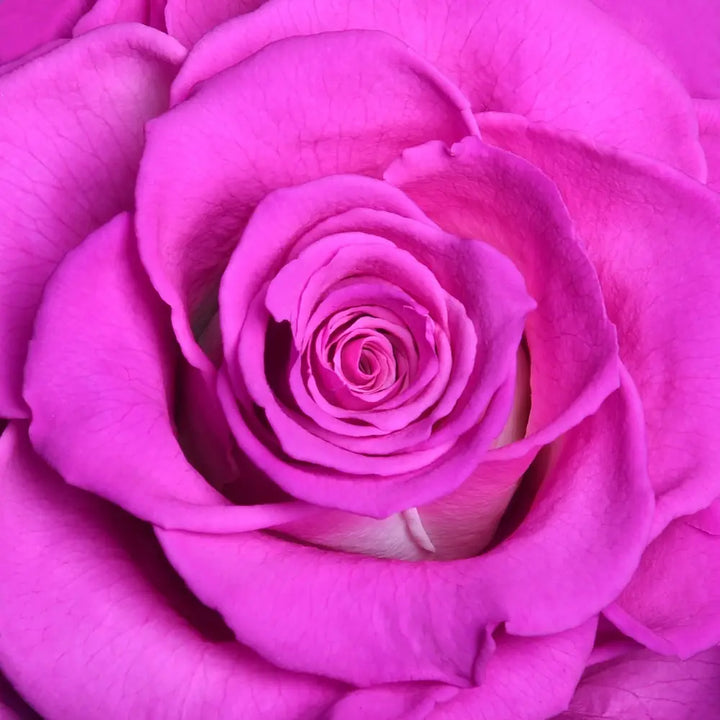 Love Cage Black-Single Rose