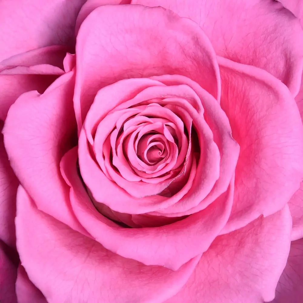 Love Cage Black-Single Rose